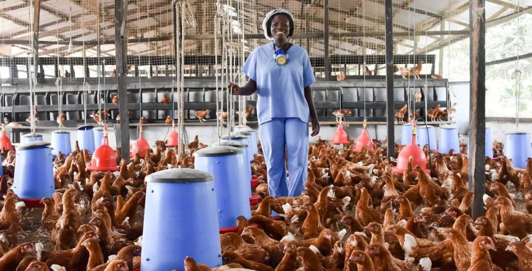 Multiple Facilitation Attracts Appropriate Financing for Feed Milling Business to Boost  Poultry Production