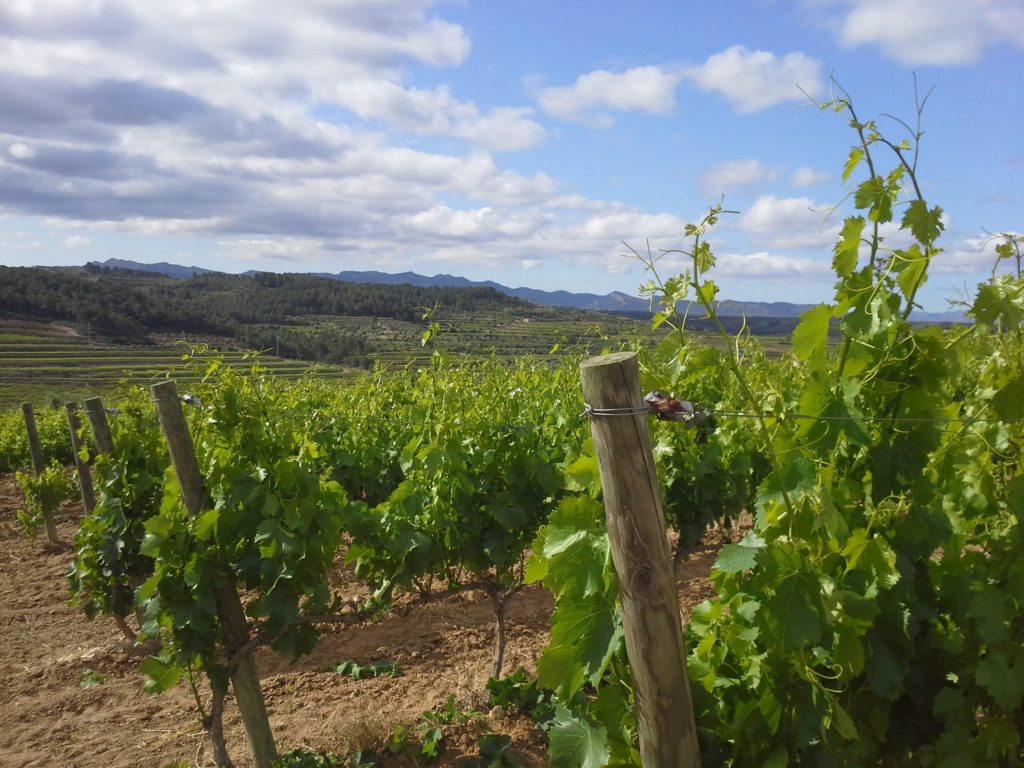 small vineyard for sale council of the Priorat