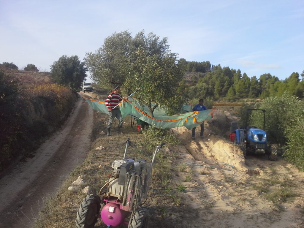 Olive harvest arbequina olives