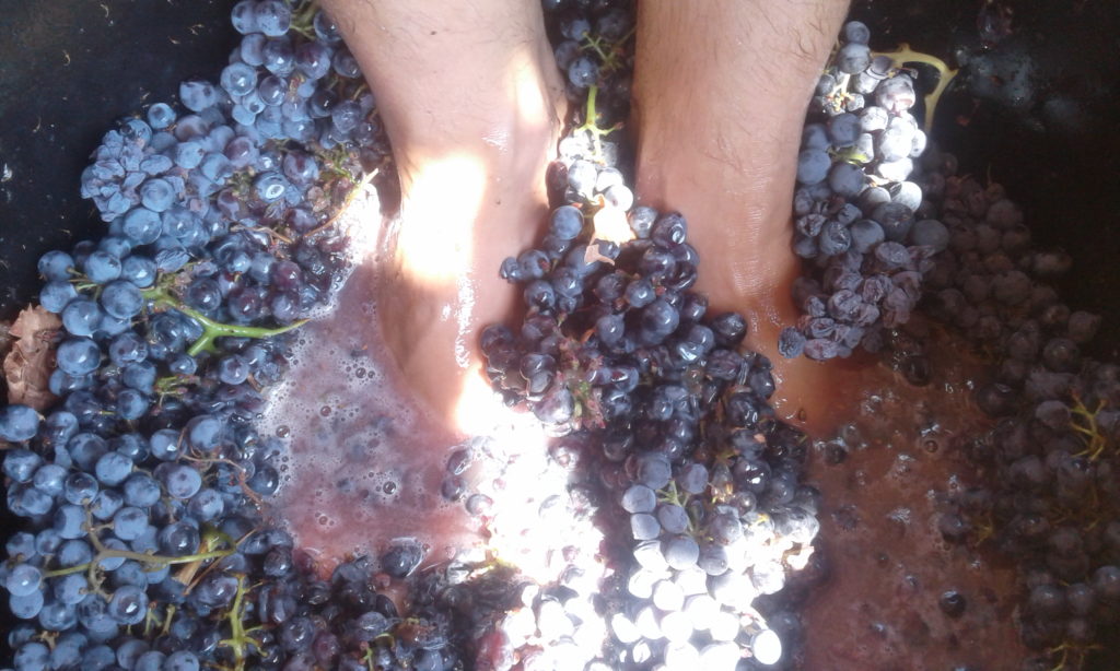 wine pressing by feed!