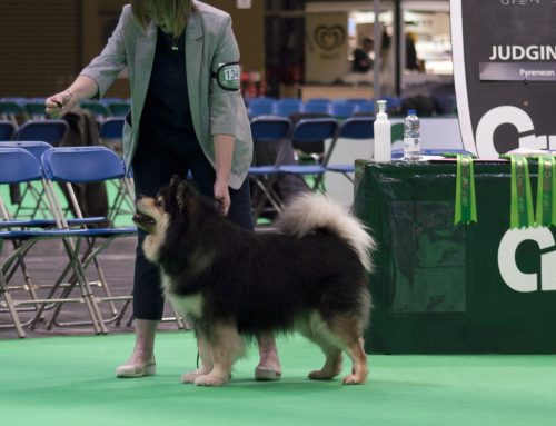 Crufts 2020