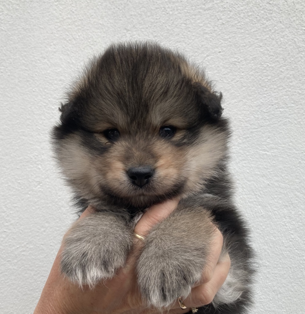 finnish lapphund puppy - baby Halla