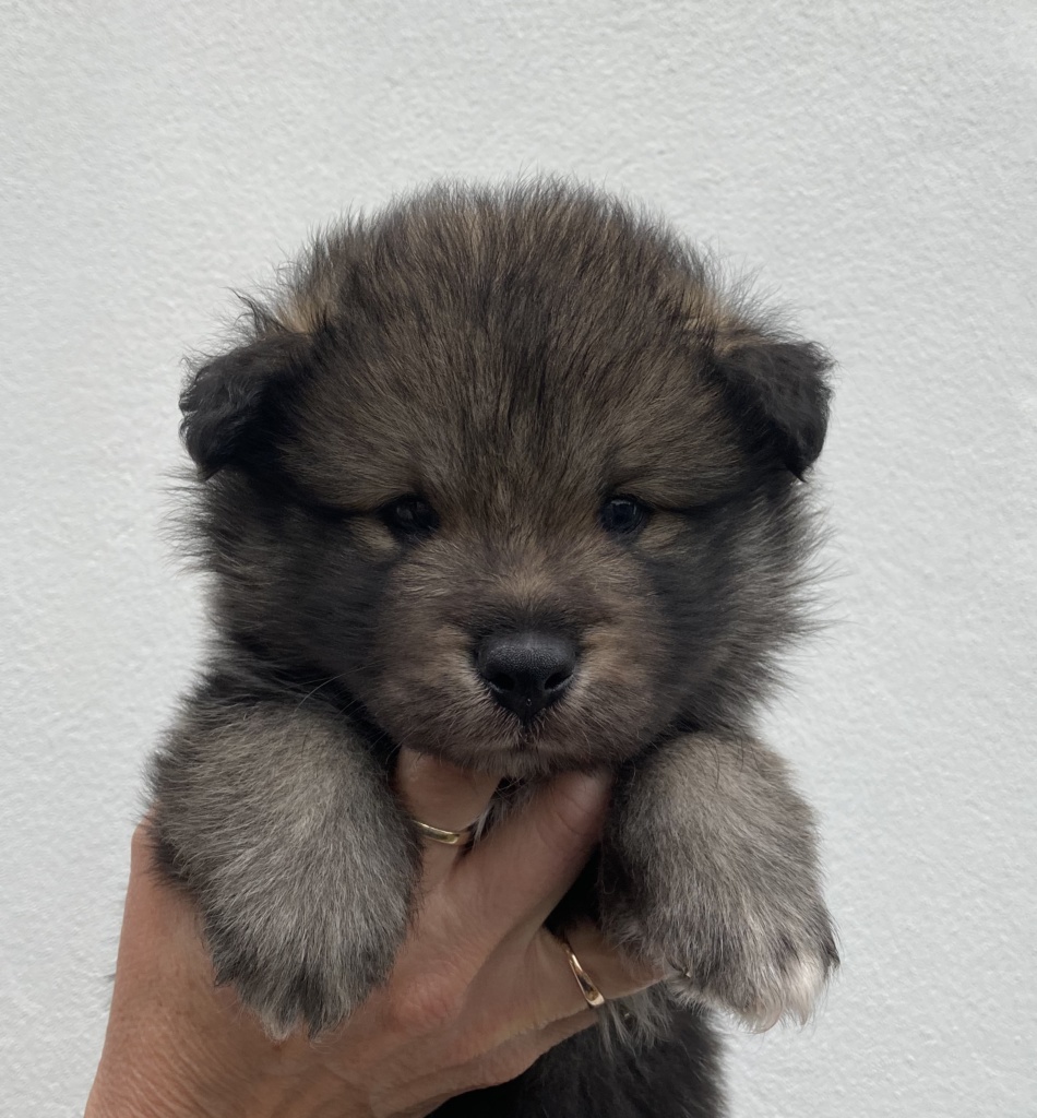 finnish lapphund puppy