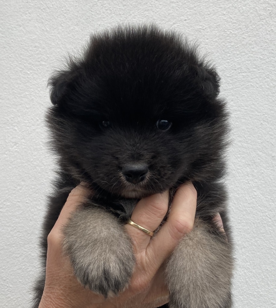 finnish lapphund puppy