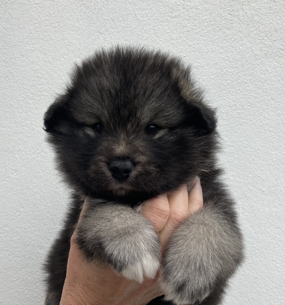 finnish lapphund puppy