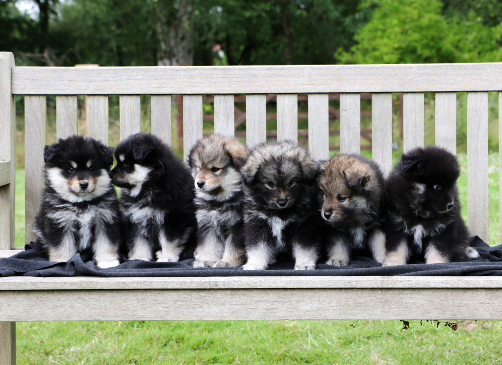 finnish lapphund group puppy photo - look no hands