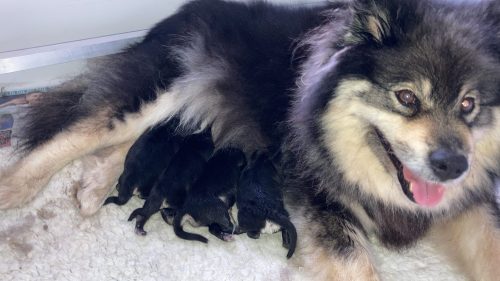 peli with new born pups