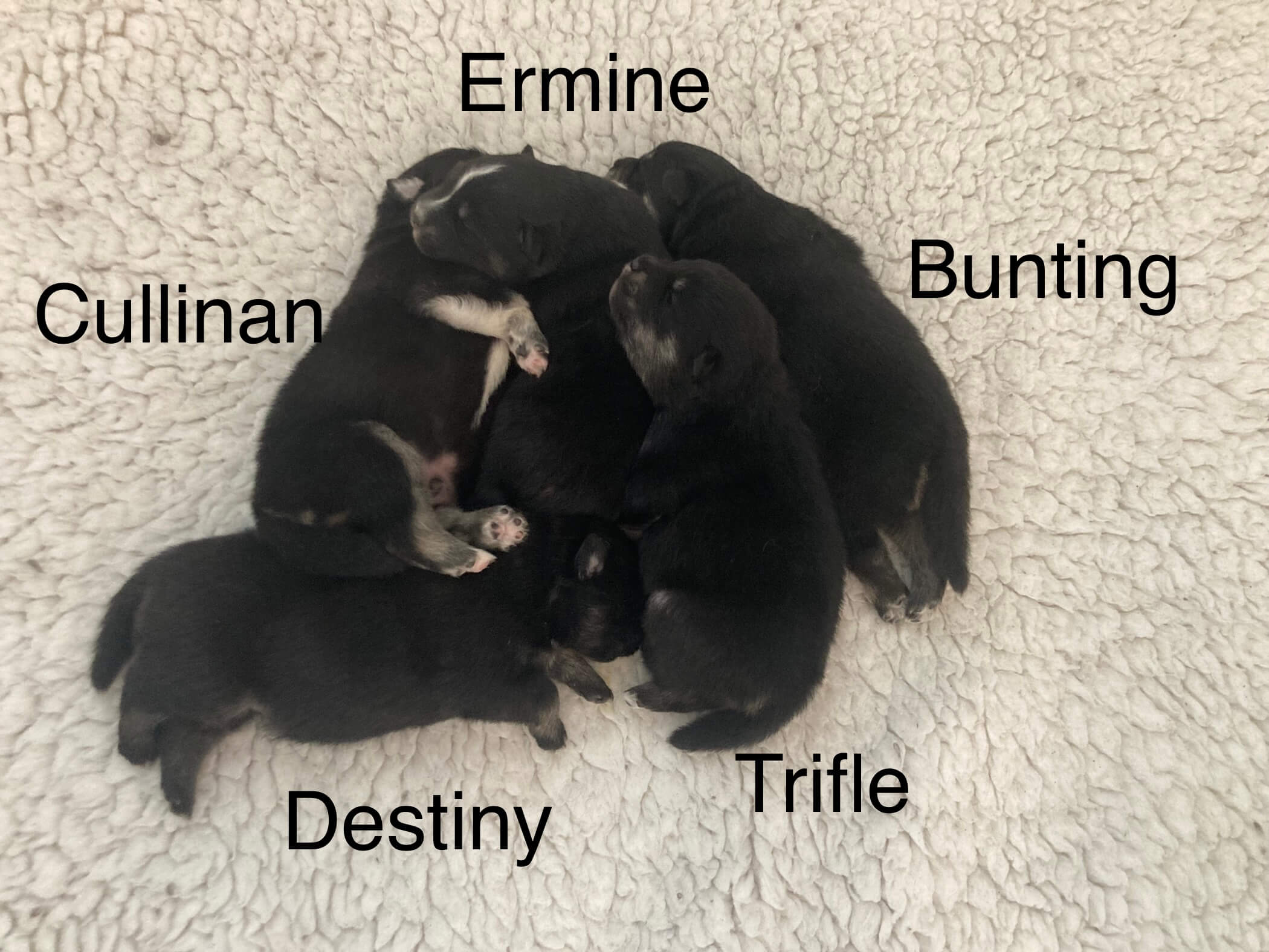 finnish lapphund puppies at 2 weeks of age