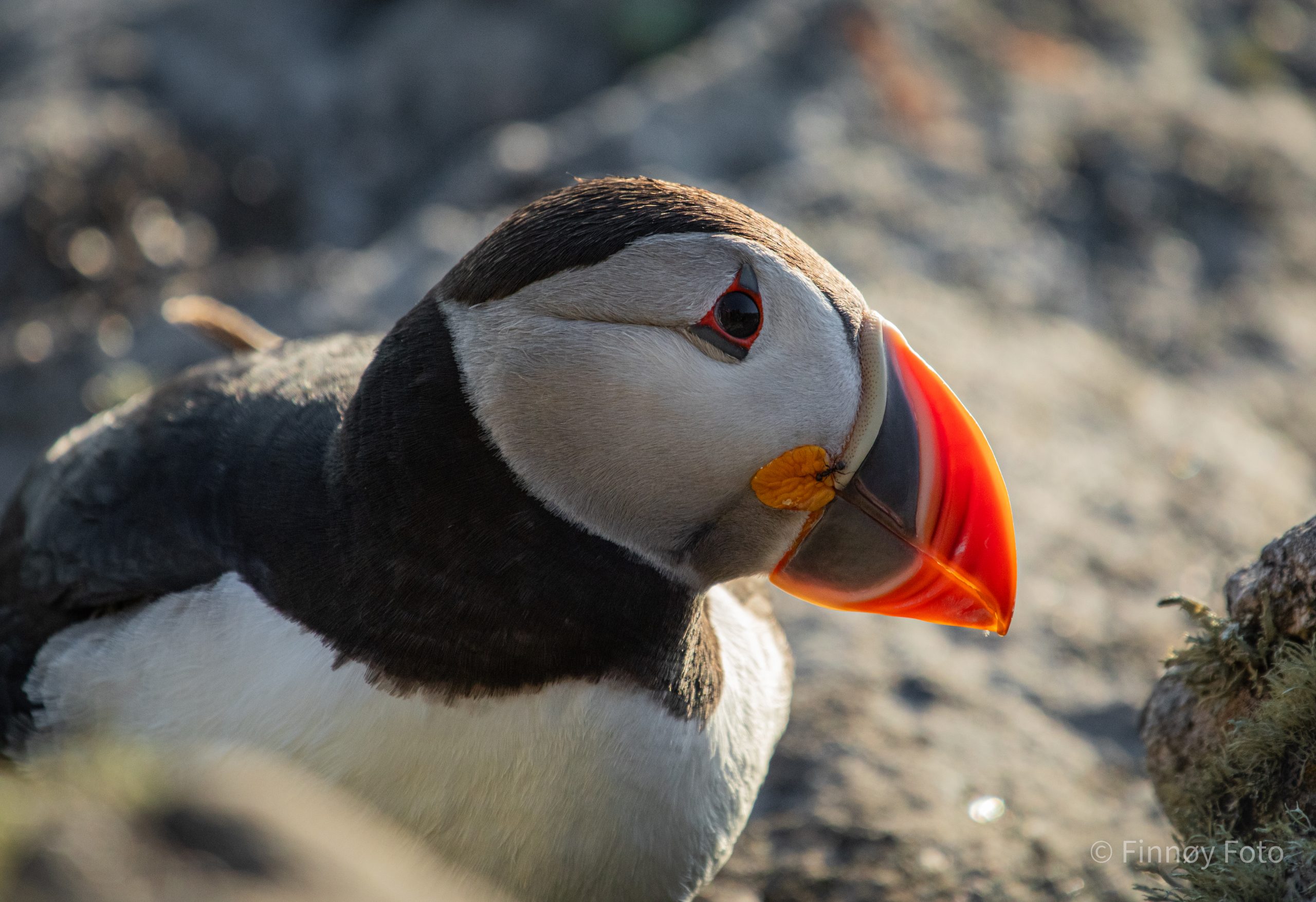 Puffin