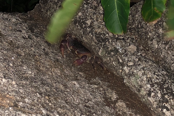 Kort efter dukkede denne krabbe op i klipperne ved terrassen som er 30 m. over havet.