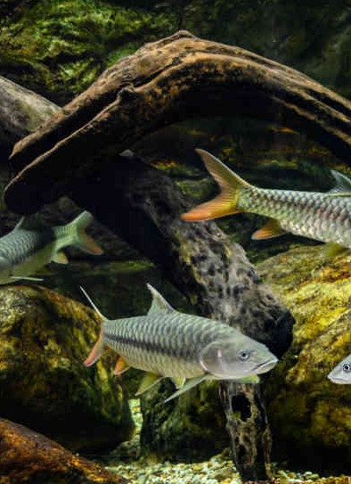 aquarium einrichtung aquarium dekoration aquarium einrichtung aquarium dekoration