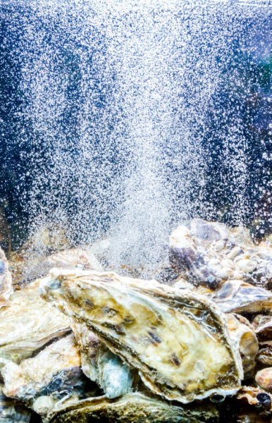 aquarium sauerstoffpumpe belueftung aquarium sauerstoffpumpe belueftung