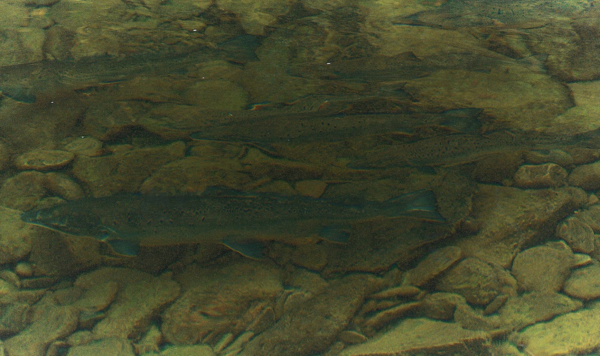 Salmon salar Salmon salar