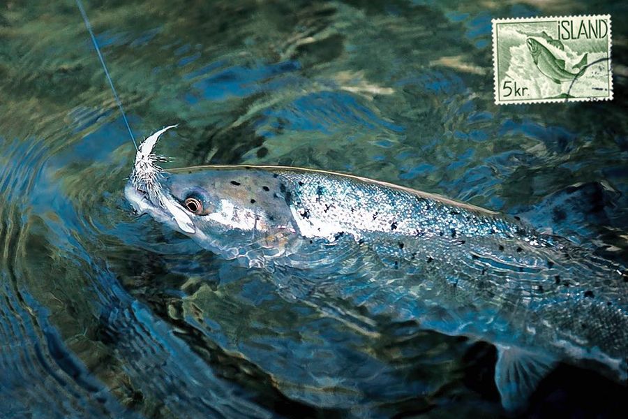 Newsletter Image Salmon dry fly - steelhead wake fly - riffling hitch