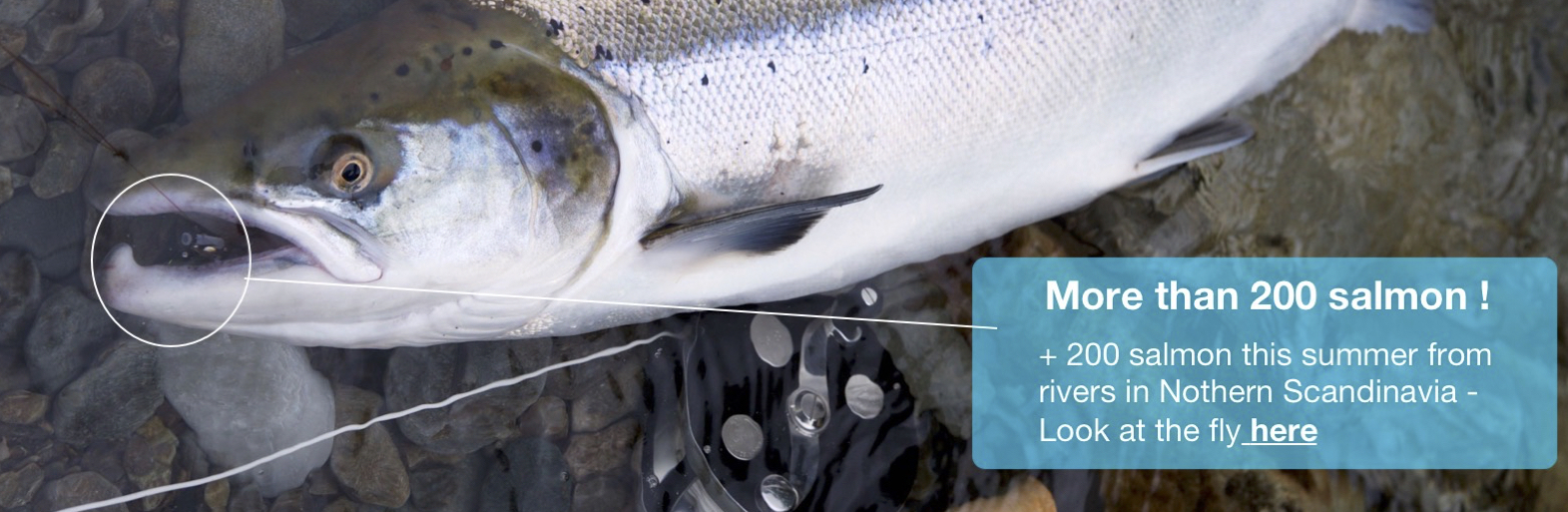 salmon on riffling hitch salmon on riffling hitch