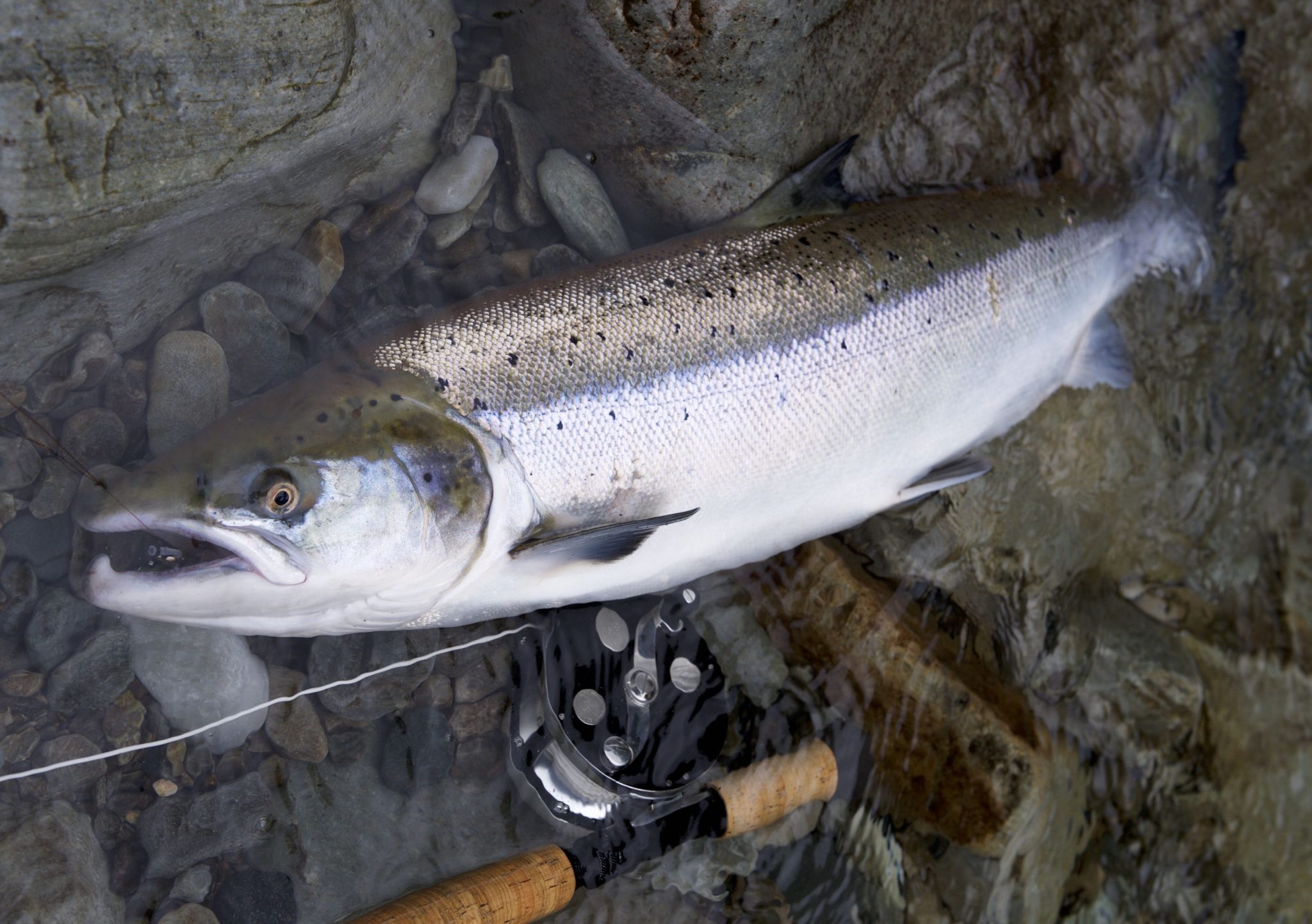 medium salmon on riffling hitch tube fly
