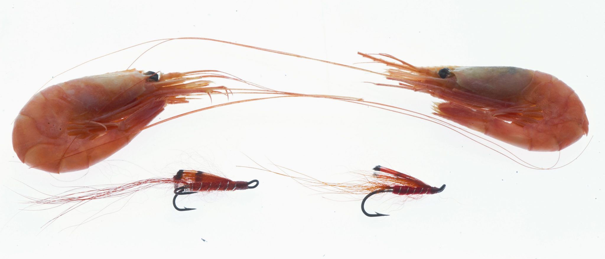 Salmon shrimp fly Salmon shrimp fly