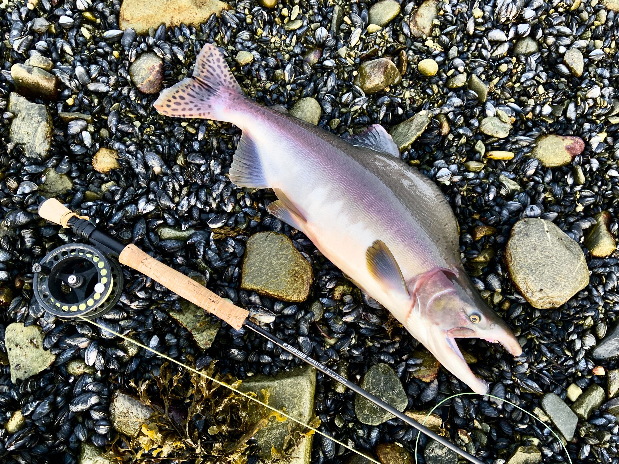 pacific salmon on dry fly pacific salmon on dry fly