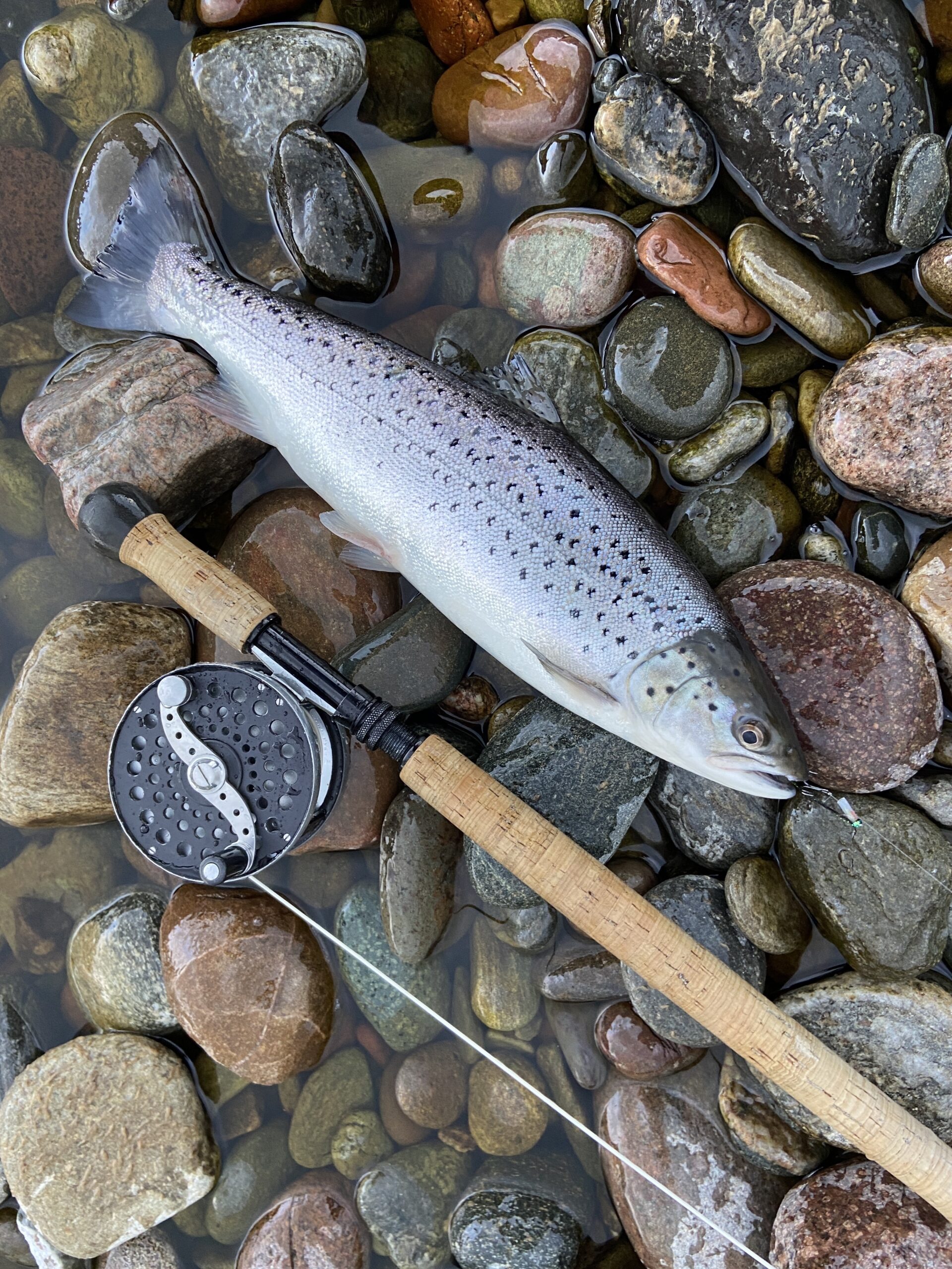 IMG_4366 2 Day time sea trout