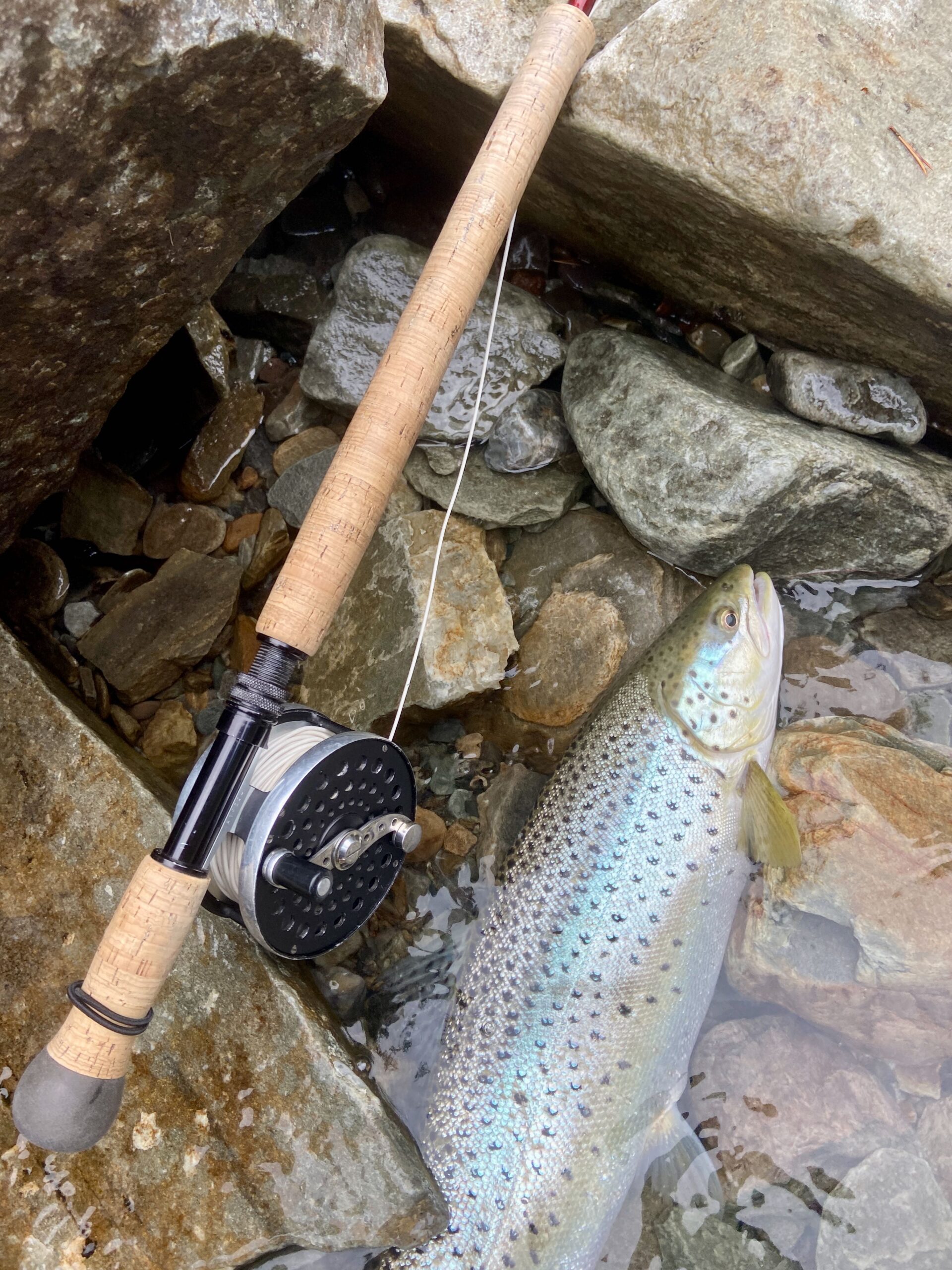 IMG_4962 Sea trout during day time