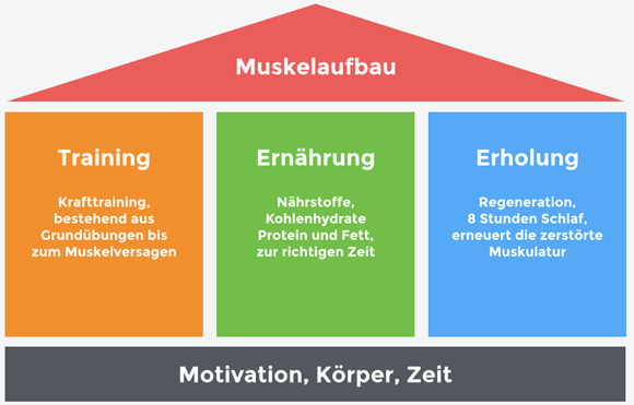 muskelaufbau-grundlagen