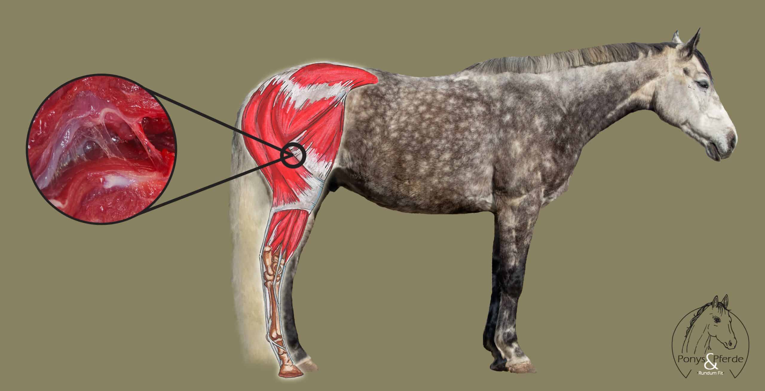 Muskel-Faszienketten beim Pferd