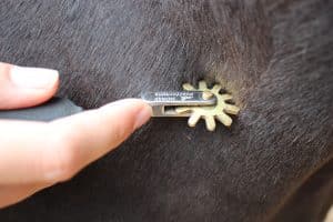 Faszientherapie Pferd