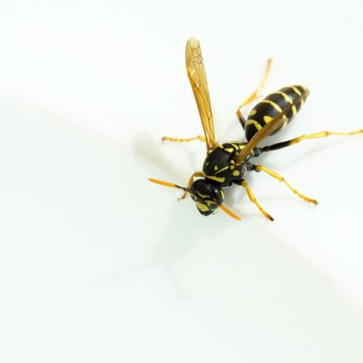 cropped-wasp-3439306_640.jpg Fjern Hvepsebo Fyn