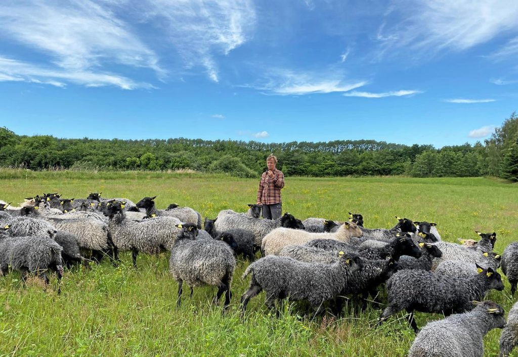 Gotlandsk Pelsfår – Fjordgården