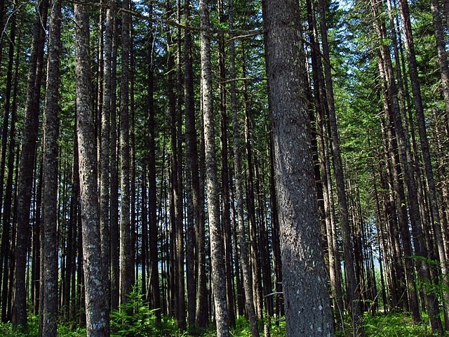 You are currently viewing Tapping big feet in the forest: Why men are abandoning their lives and going wild