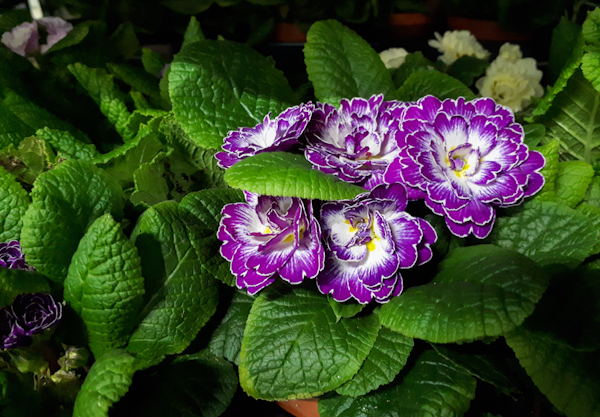 A purple and white primrose. 