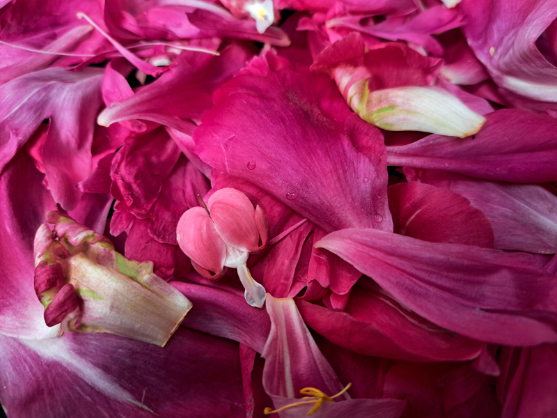 A pile of pink flower petals and a bleeding heart flower