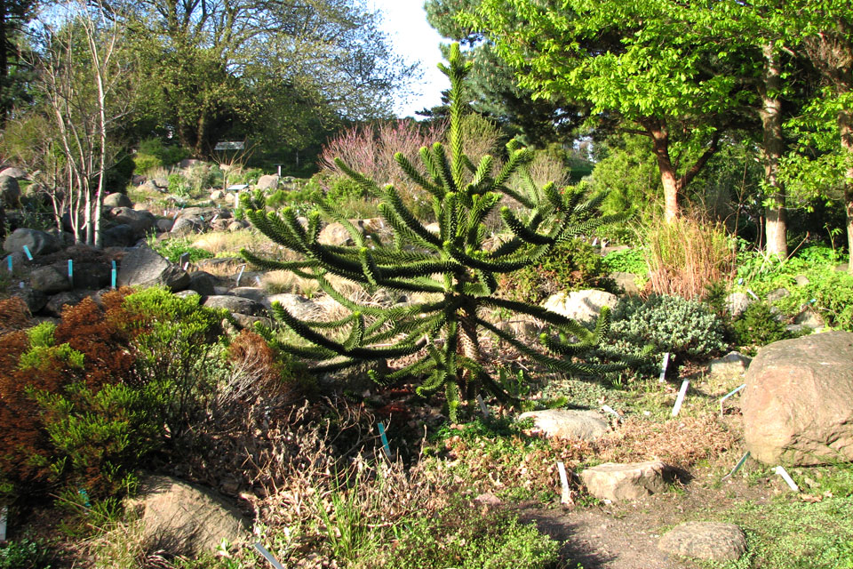 Араукария (Araucaria chilensis). Ботанический сад Орхус