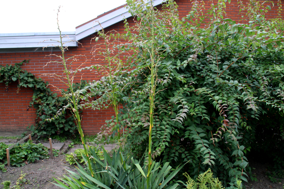 Юкка с плодом в саду моего соседа, г. Орхус, Дания. Фото 29 авг. 2021