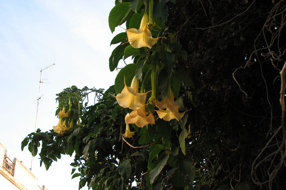 Золотистая бргмансия / Brugmansia aurea