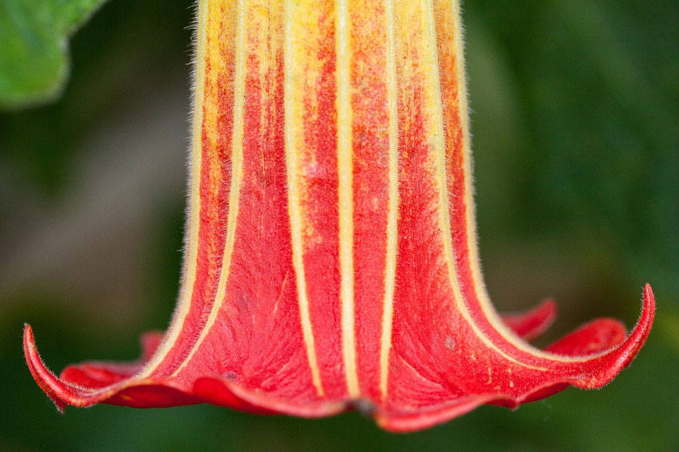 Бругмансия кровавая Brugmansia sanguinea