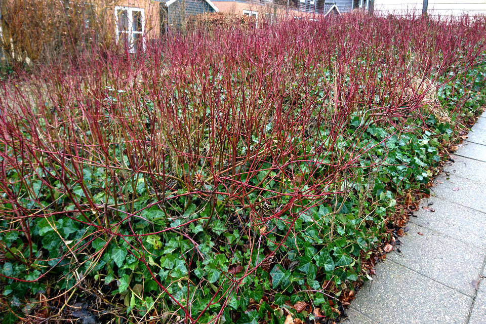 Дерен красный Cornus sanguinea 