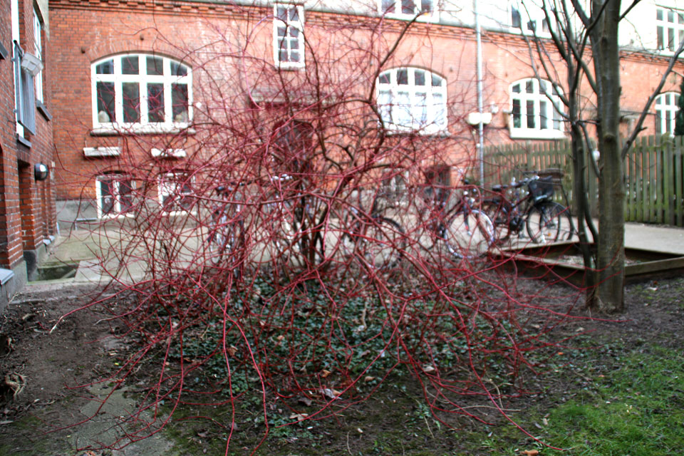 Куст красного дерена во дворе старого жилого комплекса