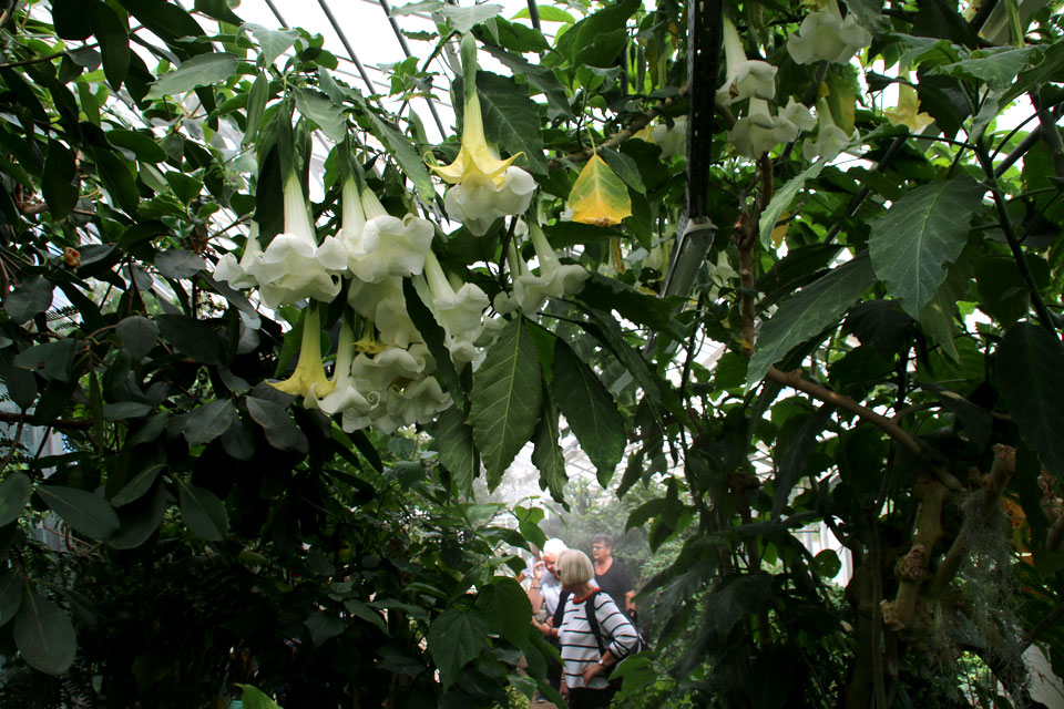 Древесная бругмансия Brugmansia arborea 