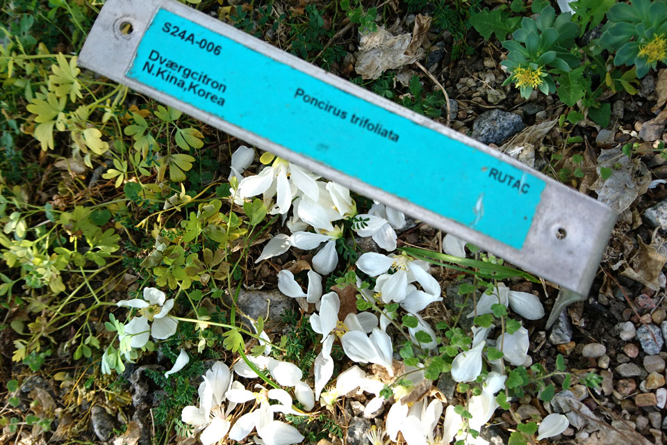 Понцирус трехлисточковый Poncirus trifoliata dværgcitron 