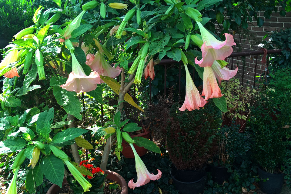 Бругмансия ароматная или бругмансия душистая / Brugmansia suaveolens 