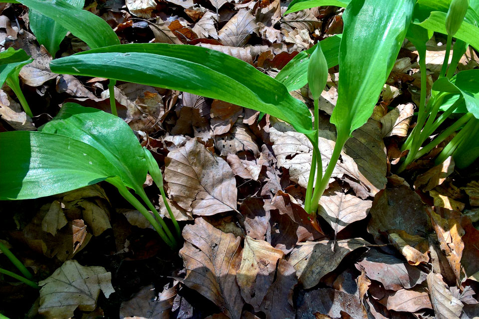 Черемша с узкими листьями фото