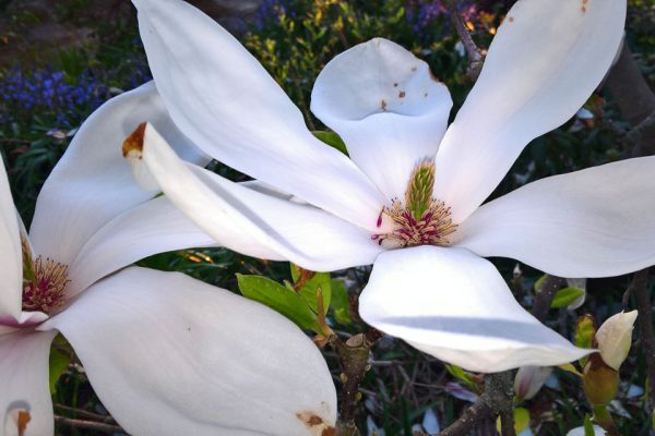Магнолия Суланжа Magnolia × soulangeana magnolia-9maj16-florapassionis.com