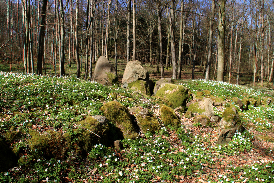 Дольмен времен каменного века (2800 - 2400 л. до н.э), поросший ветреницей. Фото 7 апр. 2020, лес Хёррет /Hørret skov, г. Орхус / Aarhus, Дания