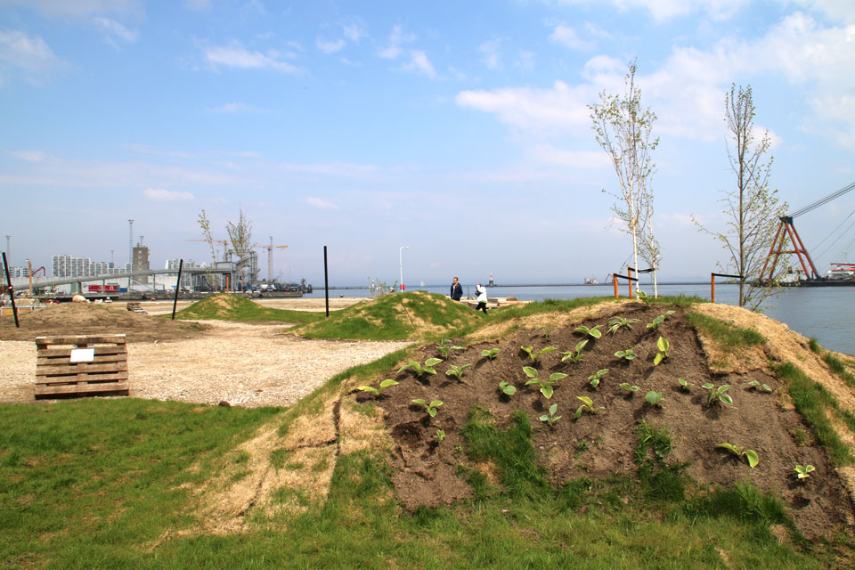 Травяные купола с хостой в городском парке - пермакультур