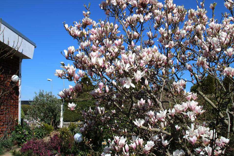 Цветущая магнолия Суланжа / Magnolia x soulangeana