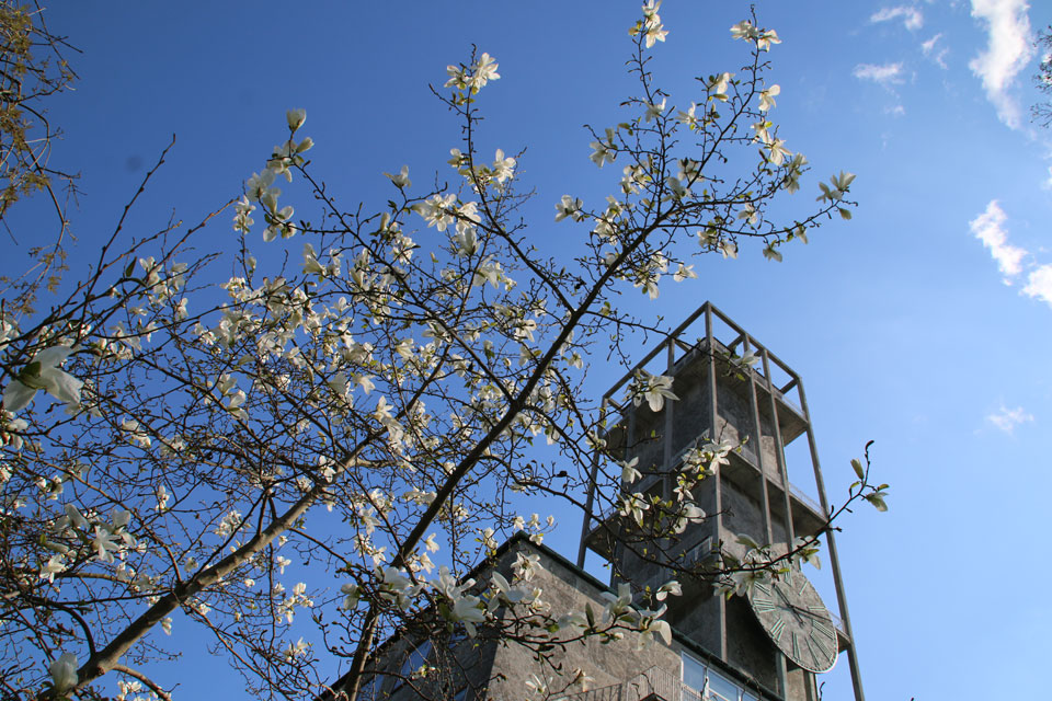 Цветущая Магнолия кобус около башни ратуши г. Орхус, Дания