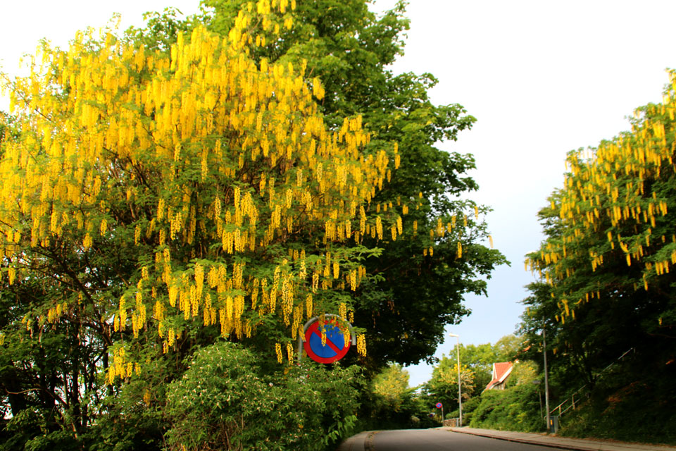 Бобовник - желтый дождь растет вдоль дорог и часто украшает частные дома в Дании