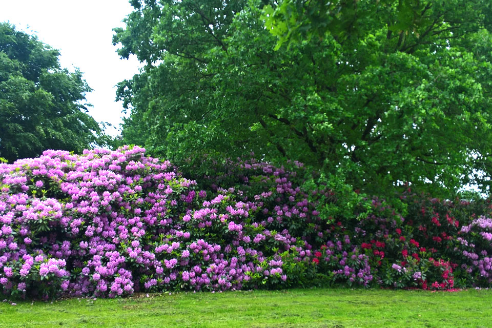 Основные растения этого городского парка - дубы и рододендроны. Фото 9 июня 2017, Кьеллеруп, Дания