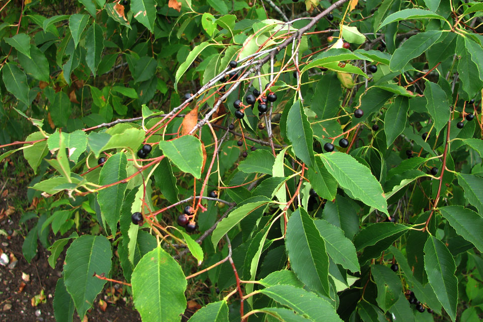 Черёмуха поздняя, или американская вишня  / Glansbladet hæg / Prunus serotina